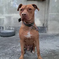 پیتبول|سگ|کرج, اسدآباد|دیوار