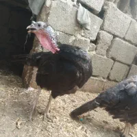 سه عدد بوقلمون آمریکایی ماده|حیوانات مزرعه|سبزوار, کهنه آب|دیوار