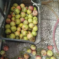 سیب برای آبمیوه گیری یا شیرینی پزی|خوردنی و آشامیدنی|قم, قلعه کامکار|دیوار