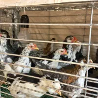 نیمچه گلین دو ماهه