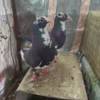 جفت کفتر پلنگ