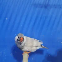 فنچ لپ سفید|پرنده|رشت, چله خانه|دیوار