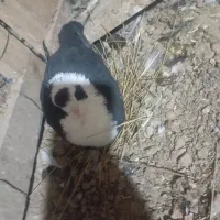 مخمل ماده|پرنده|شیراز, شهرک بهار|دیوار