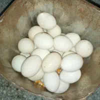 تخم مرغ|حیوانات مزرعه|بهبهان, |دیوار