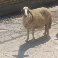 گوسفند سنجابی