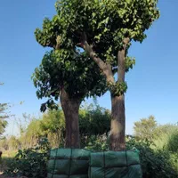 جابجایی درخت بن بالا و نهال پایان کار شهرداری