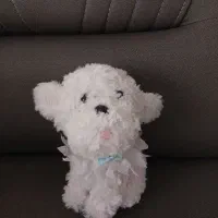 عروسک|اسباب‌‌بازی|تهران, امام زاده عبدالله|دیوار