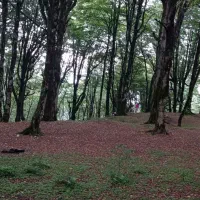 سمپاشی درختان میوه و باغات و منازل