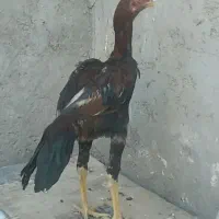مرغ خروس لاری افغان نسل