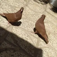 جوجه سرخ
