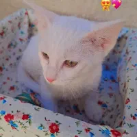 گربه با هوش و تربیت شده