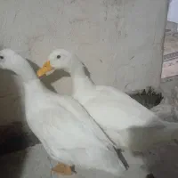 دو عدد اردک