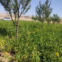 فروش باغ سمت دیرج آبادموقعیت عالی