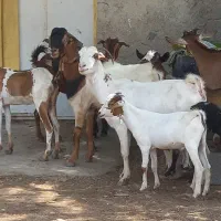 2نری میش محلی بره نر کهره نر گیسه بز داشت کشتن|حیوانات مزرعه|بندرعباس, |دیوار