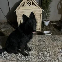 سگ ژرمن بلک|سگ|قم, شهرک قدس|دیوار