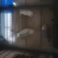 کوتوله مارال جفت شده وجوانه