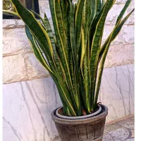 سانسوریا
