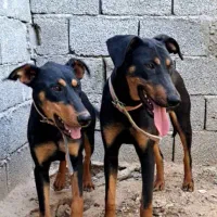 ۲عدد دوبرمن ماده
