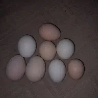 تخم مرغ برهما