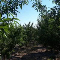 باغ|فروش دفتر صنعتی، کشاورزی، تجاری|ایلخچی, |دیوار