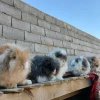 انواع خرگوش مینی لوپ/خوکچه هندی(اصفهان و نجف آباد)|موش و خرگوش|اصفهان, آزادان|دیوار