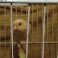 ماده اماده|پرنده|مشهد, تربیت (صدف)|دیوار