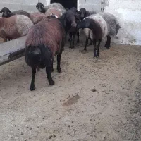 قوچ افشاری|حیوانات مزرعه|نیشابور, ماروسک|دیوار