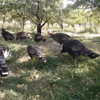 بوقلمون محلی|حیوانات مزرعه|همدان, |دیوار