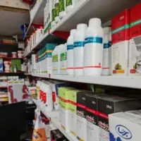 کبوتر اراکی