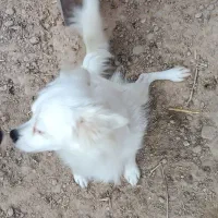 مالینیور ماده درجه یک جوان با یک سگه شیتزو ماده