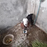 کهره فروشی خورموج