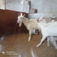 نربز سانن|حیوانات مزرعه|قروه, |دیوار