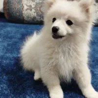 توله پامر نر بازیگوش و آماده آموزش|سگ|یزد, |دیوار