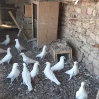 موبایل کبوتر سفید کاکلی