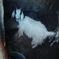 بز خارجی