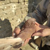 کفتر نوک قنار|پرنده|فردیس, شهرک شهید حسینی|دیوار