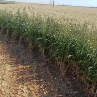 راهنمایی بابت کاشت محصولات در قمرود