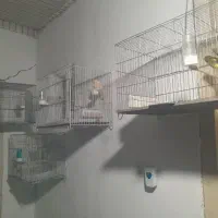 سهره قناری. مست|پرنده|آمل, |دیوار