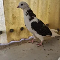 کفتر