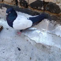 کفتر  سینه دمسیاه چادری ههر