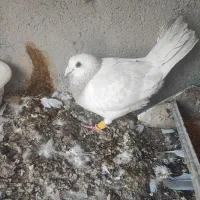 سلام نر پاکستانی به ضمانت هوا