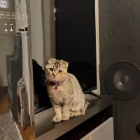 گربه اسکاتیش|گربه|اندیشه, اندیشه فاز ۱|دیوار