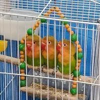 کوتوله برزیلی فیشر|پرنده|فولادشهر, مسکن مهر فولادشهر|دیوار