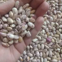 فوری لوبیا چیتی (پاکرده) ببین بعد ببر|خوردنی و آشامیدنی|نجف‌آباد, شهدای غربی|دیوار