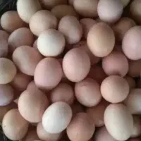 تخم مرغ بومی