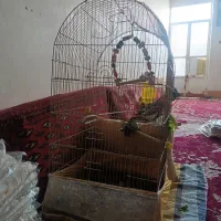 عروس هلندی با قفس و لوازم