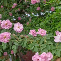 ویلا باغ جهت اجاره روزانه با کلیه امکانات رفاهی