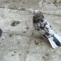 کبوتر سرور و سبز