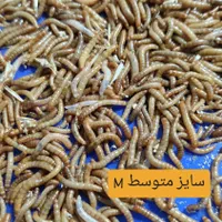 میلورم زنده ممتاز|خزنده|مشهد, وکیلآباد|دیوار