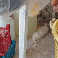واگذاری خرگوش رایگان
